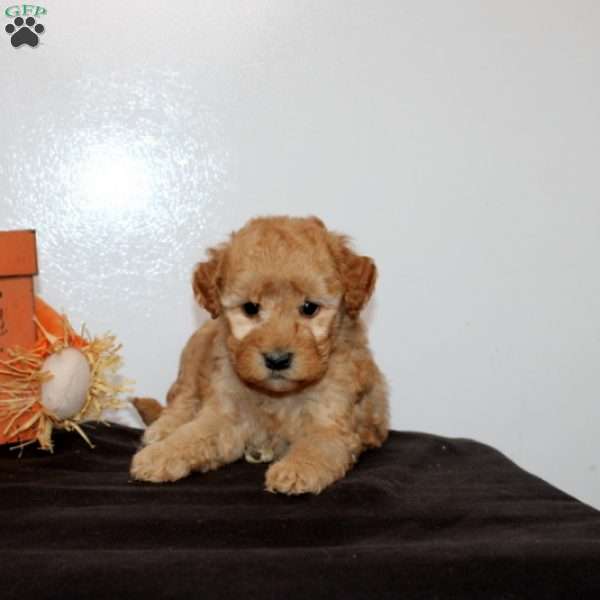 Percy, Mini Goldendoodle Puppy